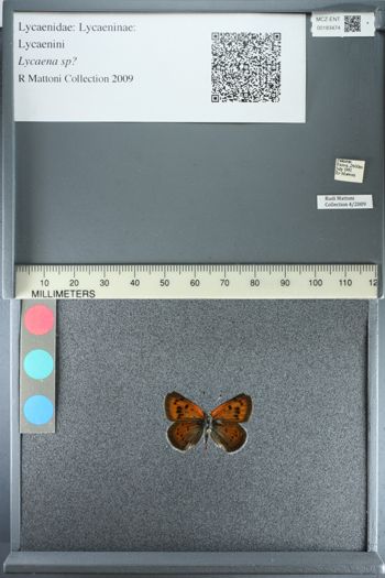 Media type: image;   Entomology 183474